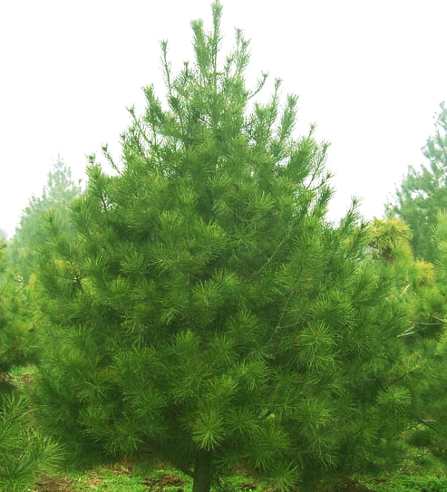 Ƥ