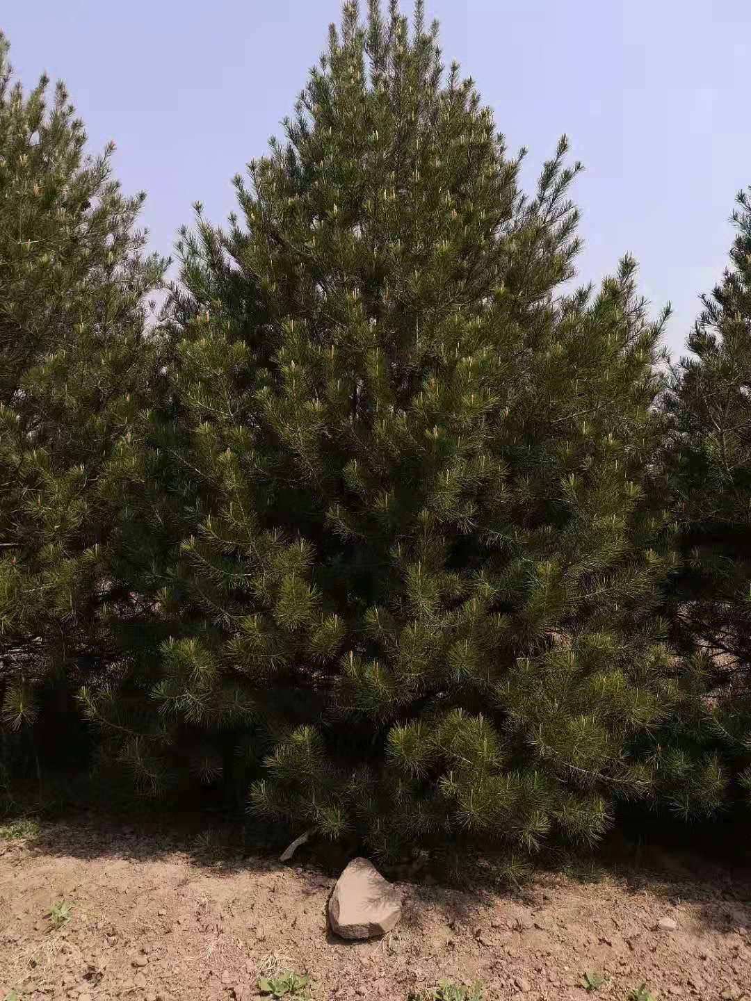 Ƥ